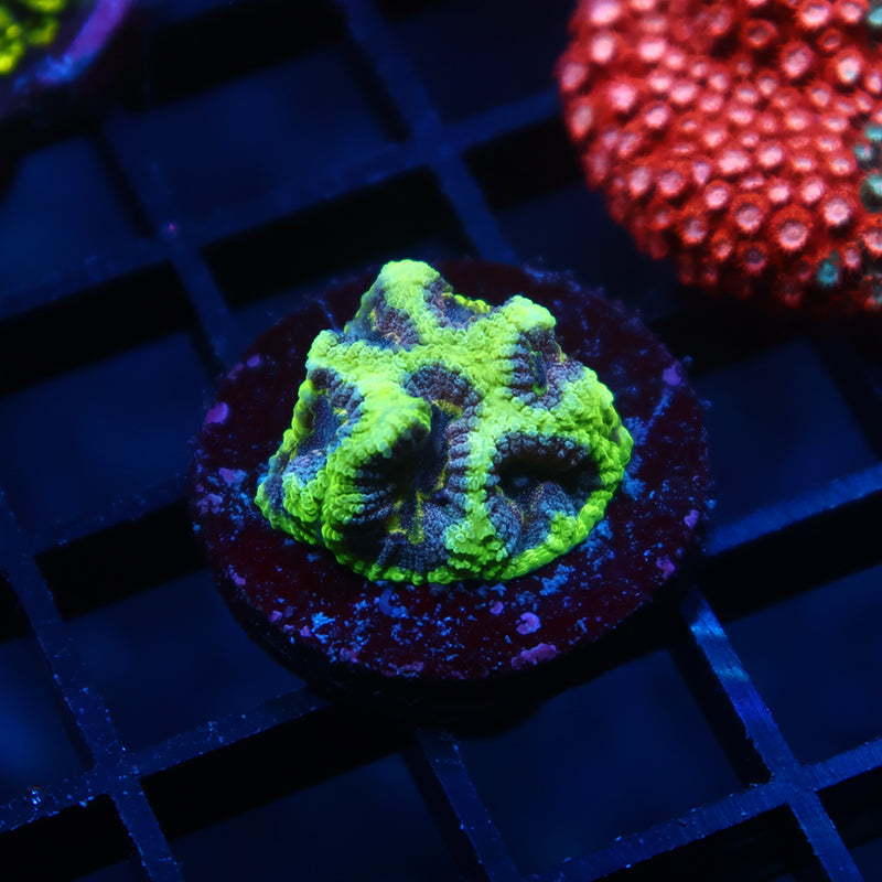 TCK Glow Worm Favia