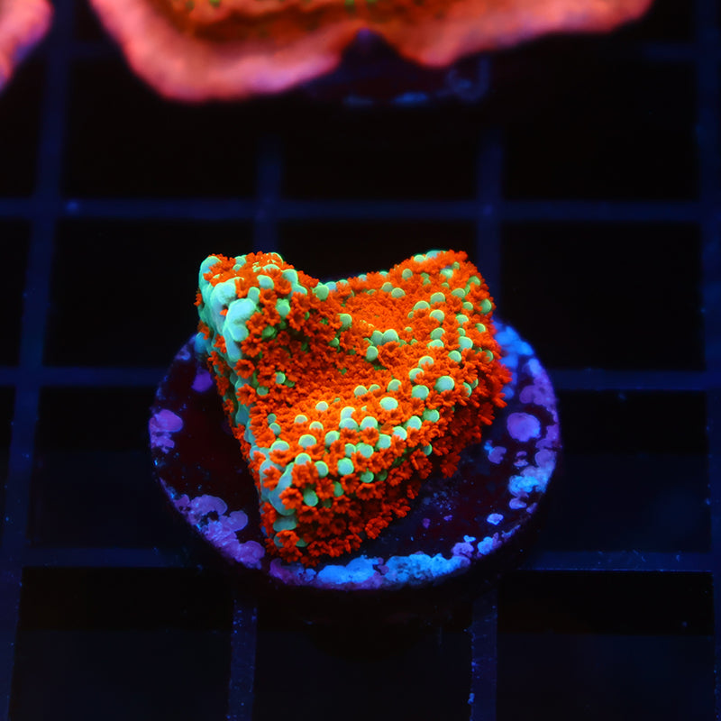 JF Aquaman Monti