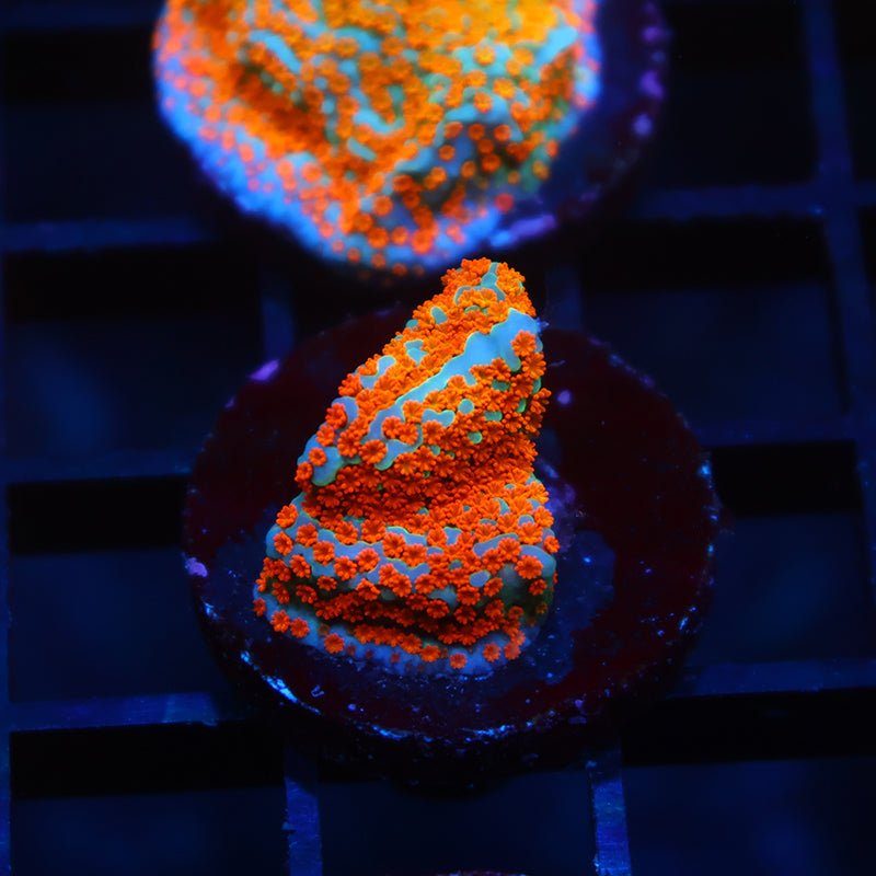 TCK Rainbow Roads Monti