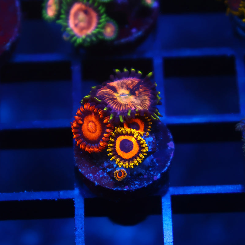 Mix Zoas