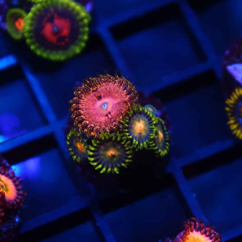 Mix Zoas