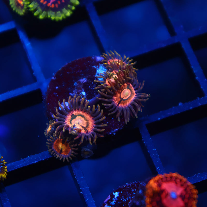 Sweet Zoas