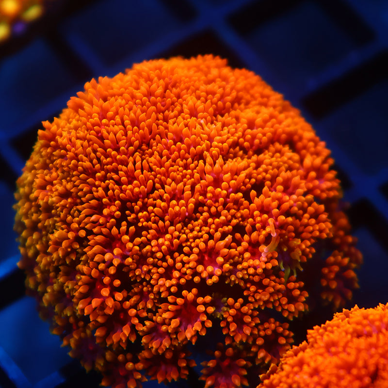 TCK Rainbow Crunch Goni Bernardpora