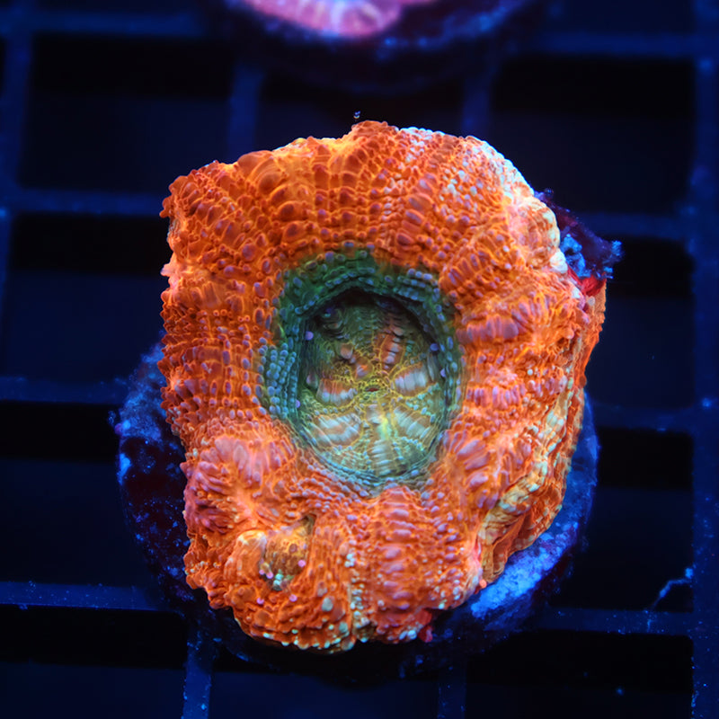 TCK Orange Creamsicle Bowerbanki