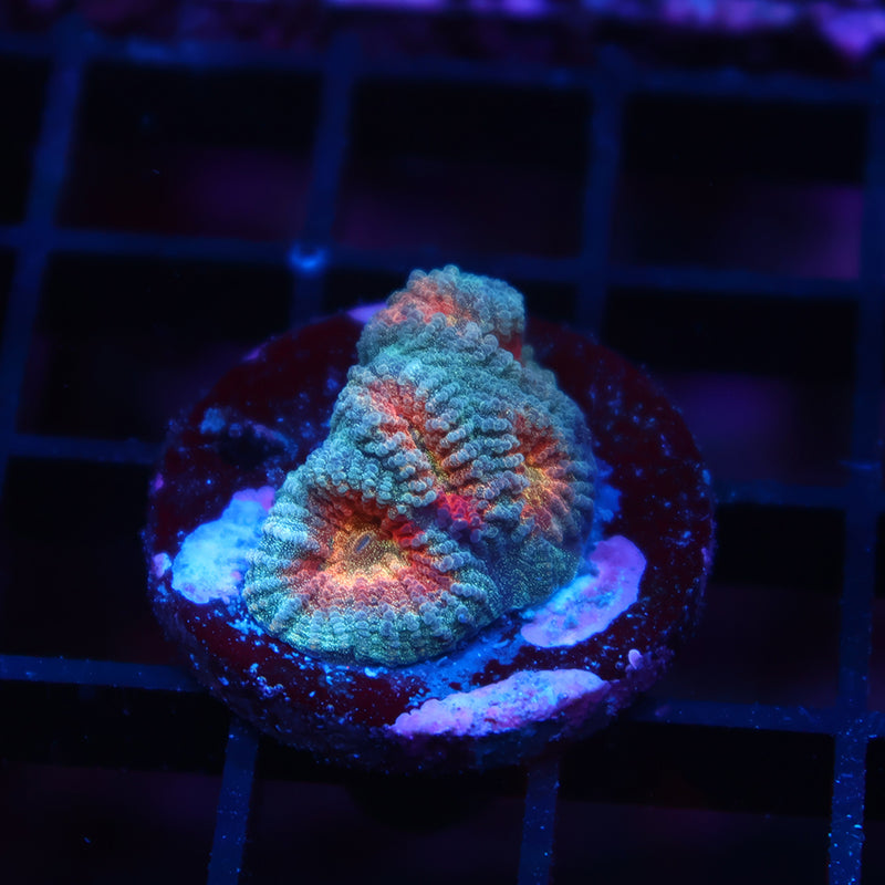 TCK Baby's Breath Favia