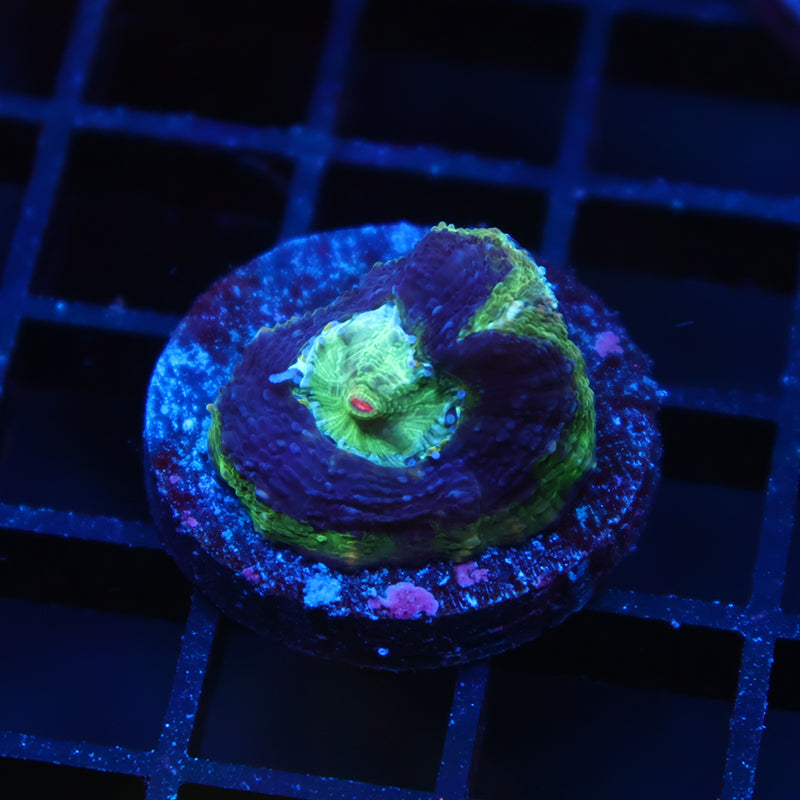 TCK Master Bowerbanki Green Side