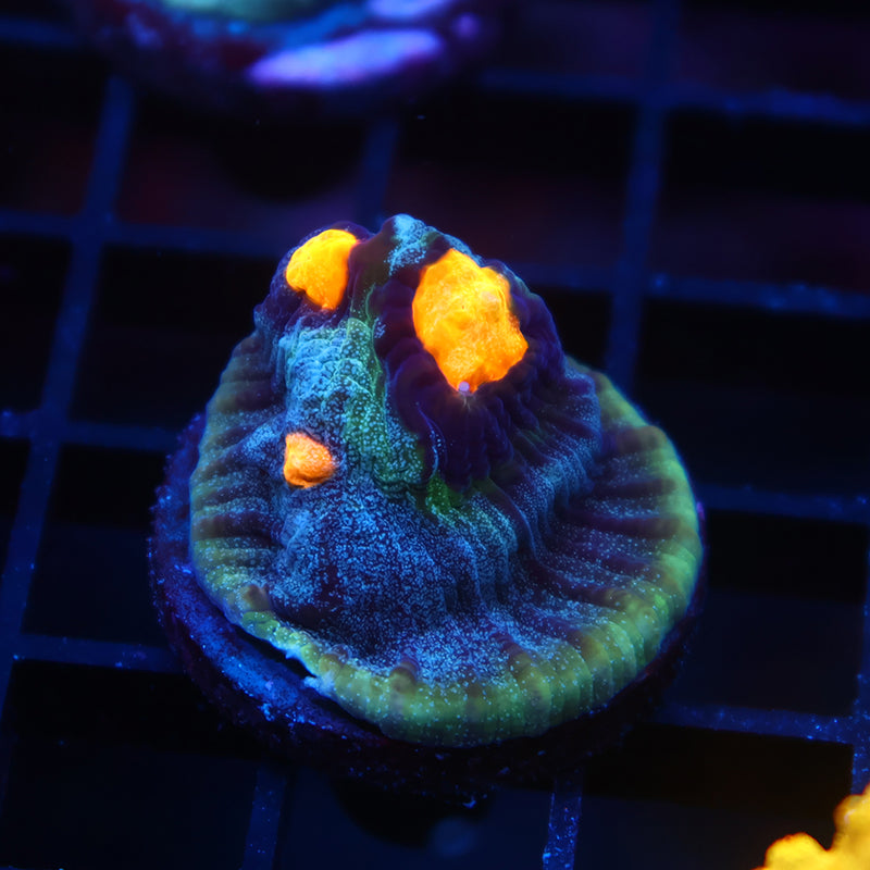 TCK Halloween Mycedium