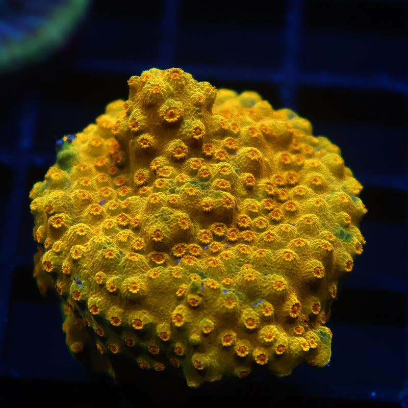 TCK Yellow Cyphastrea