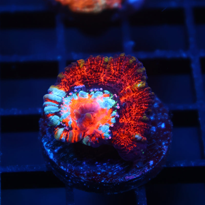 TCK Aquacultured Wilsoni