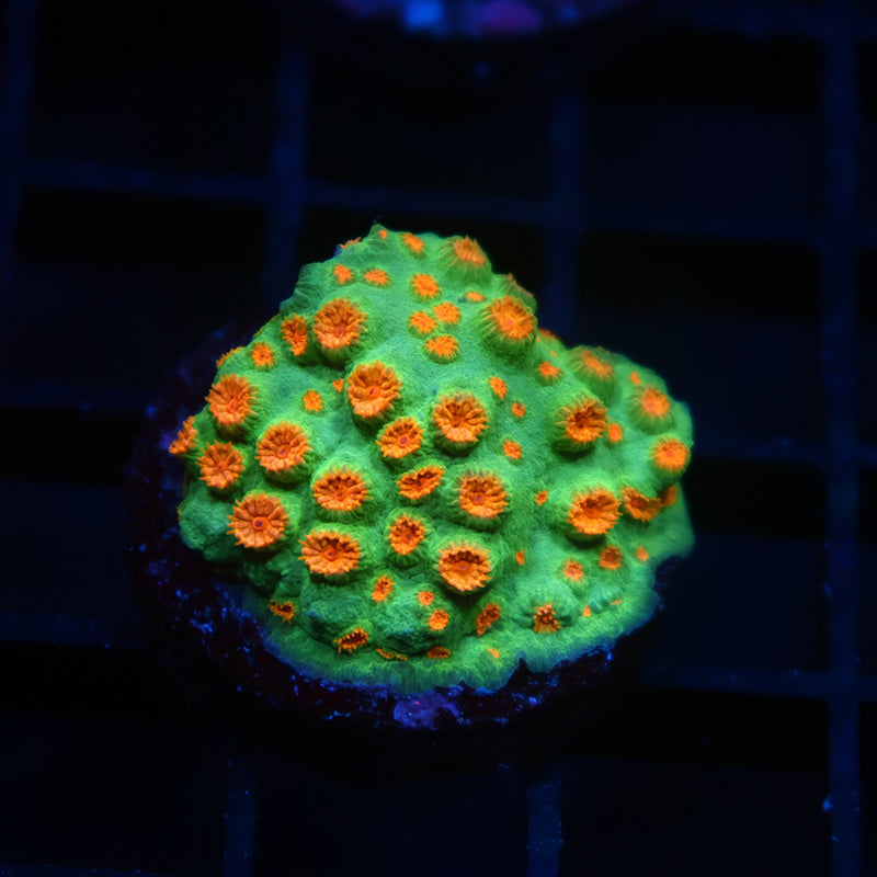 Reptar Cyphastrea