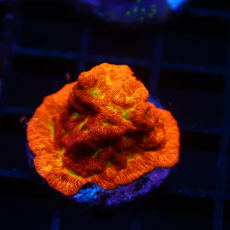 JF Jack-O-Lantern Lepto