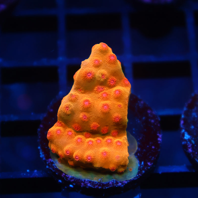 WWC Defcon Cyphastrea