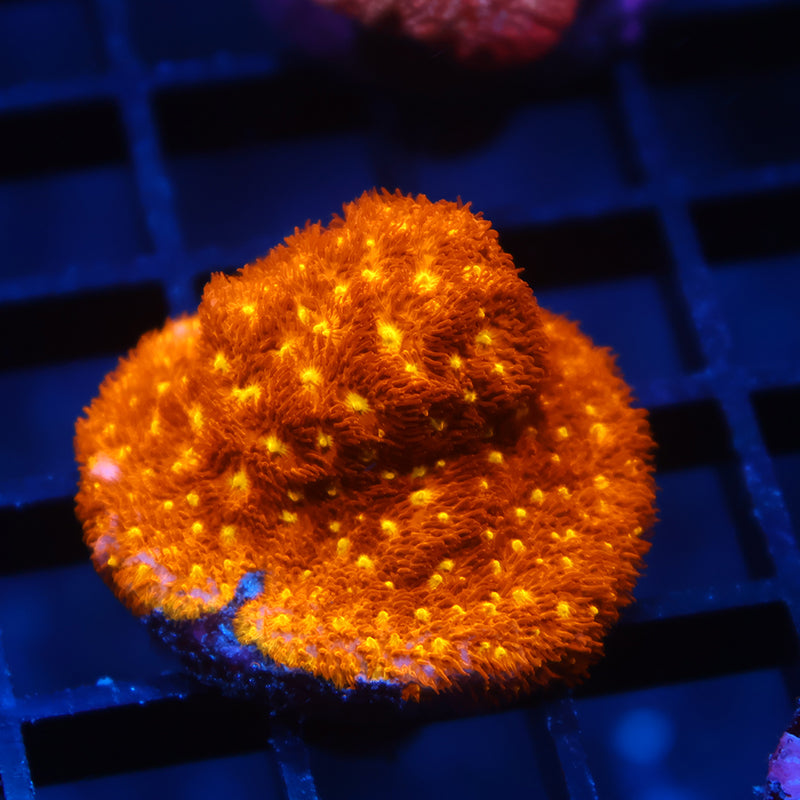 TCK Orange Psammocora