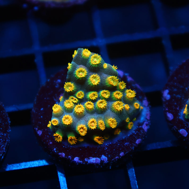Zoolander Cyphastrea