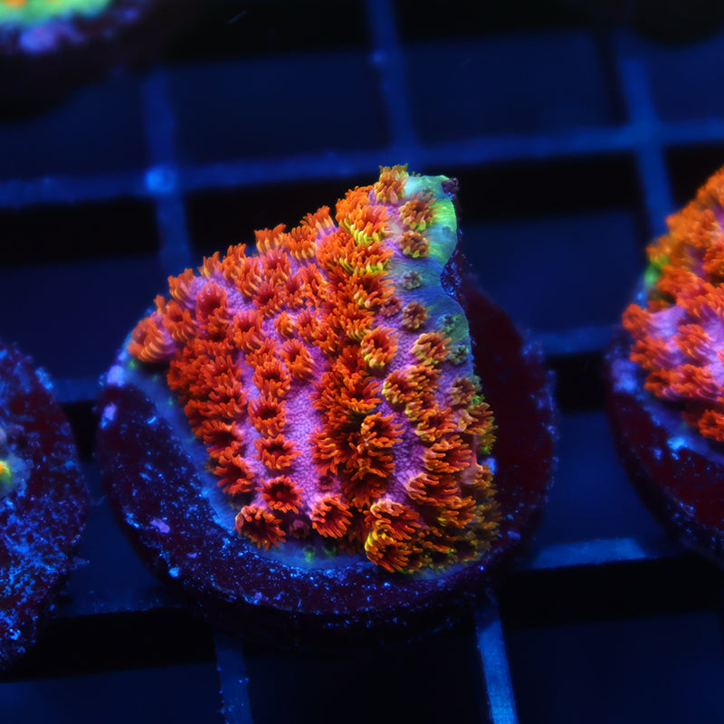 Skittles Bomb Cyphastrea