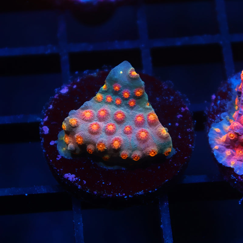 TCK Rainbow Comet Cyphastrea