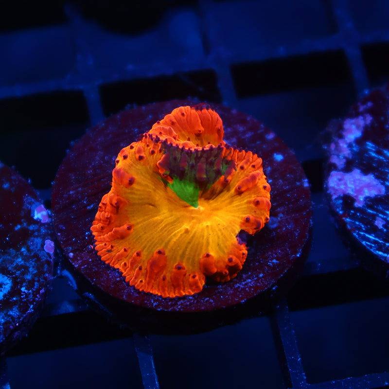 Insane WWC Rainbow Blasto