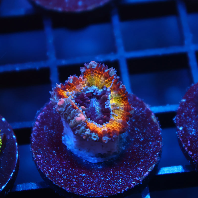 TCK Poisonberry Lord