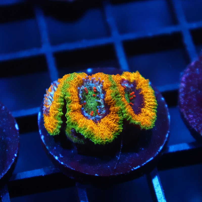 TCK OG Mardi Gras Lord