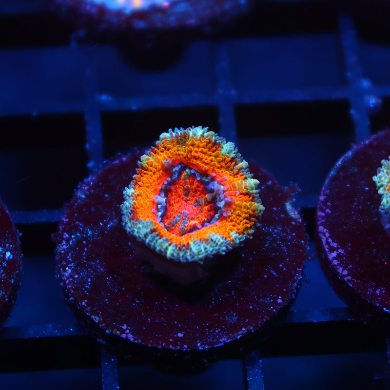 TCK Blazing Orange Lord