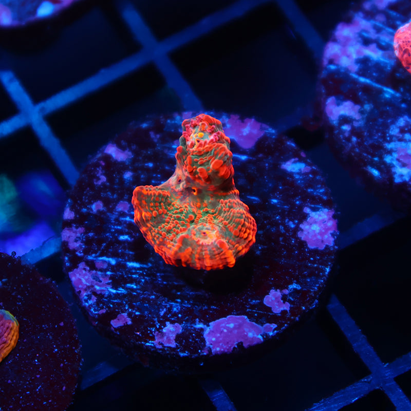 TCK Molten Rainbow Chalice