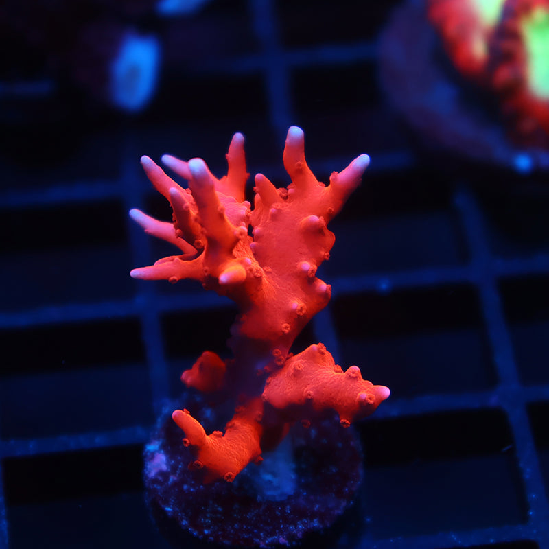 JF TNT Anacropora