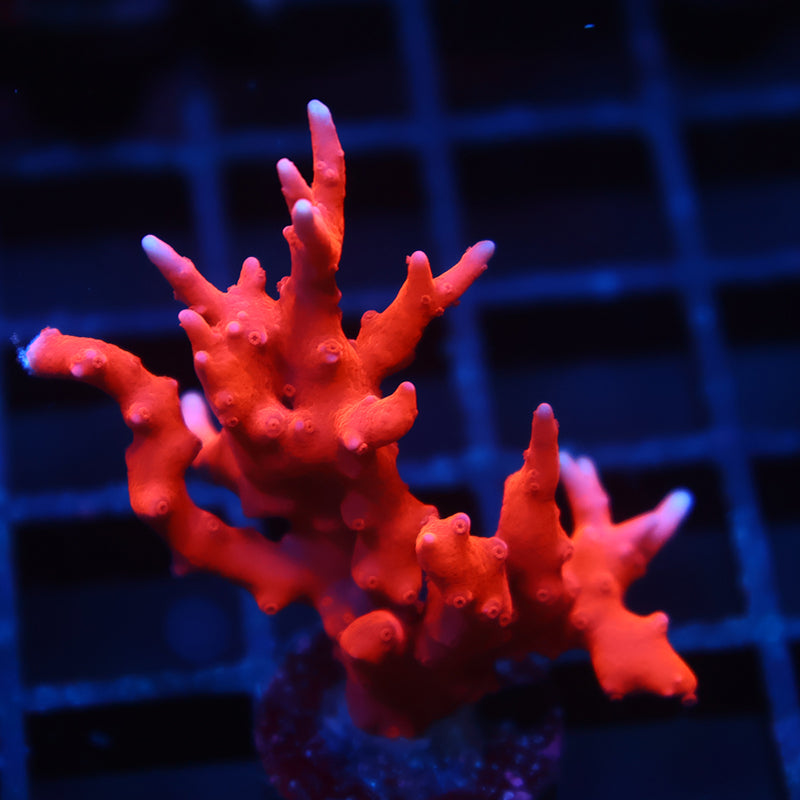 JF TNT Anacropora
