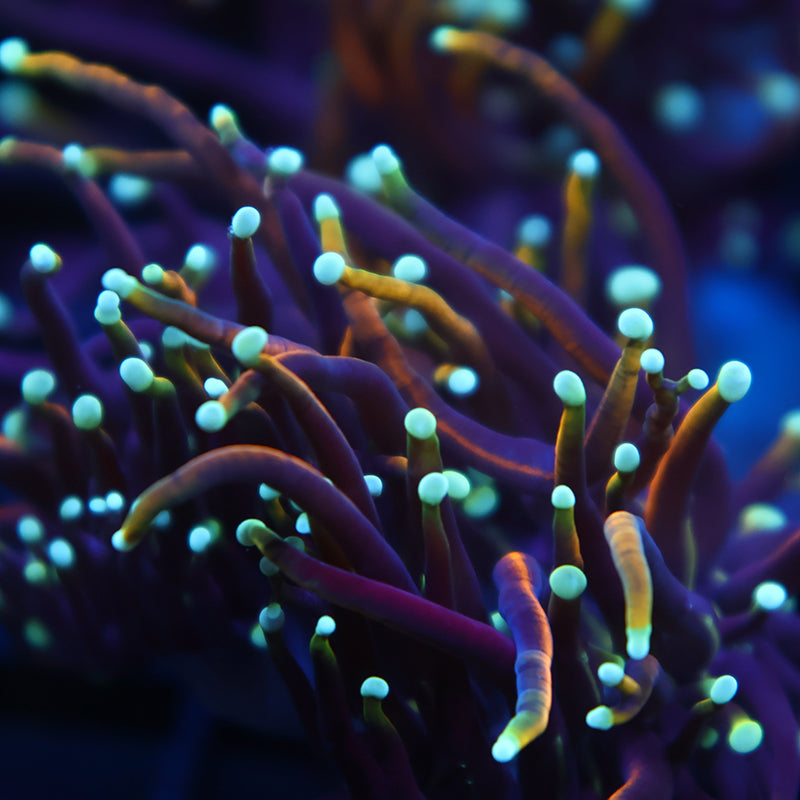 TCK Dragon Soul Torch Type