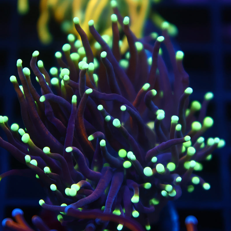 TCK Yellow Tips Indo Gold Torch