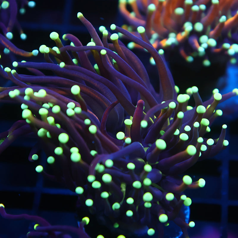 TCK Yellow Tips Indo Gold Torch