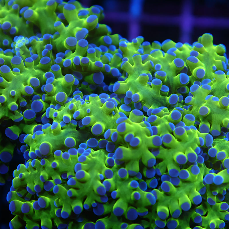 Lg TCK Branching Purple Tip Frogspawn