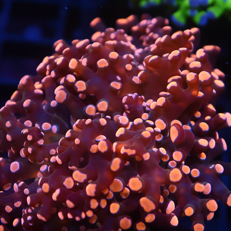 TCK Branching Gold Frogspawn