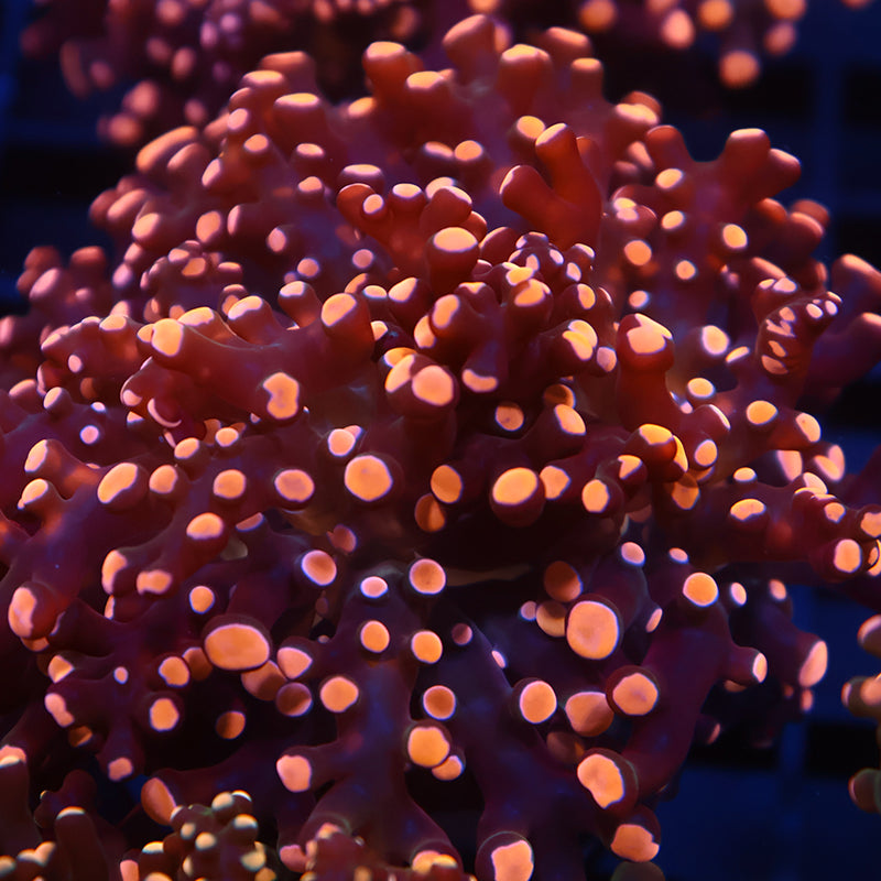 TCK Branching Gold Frogspawn