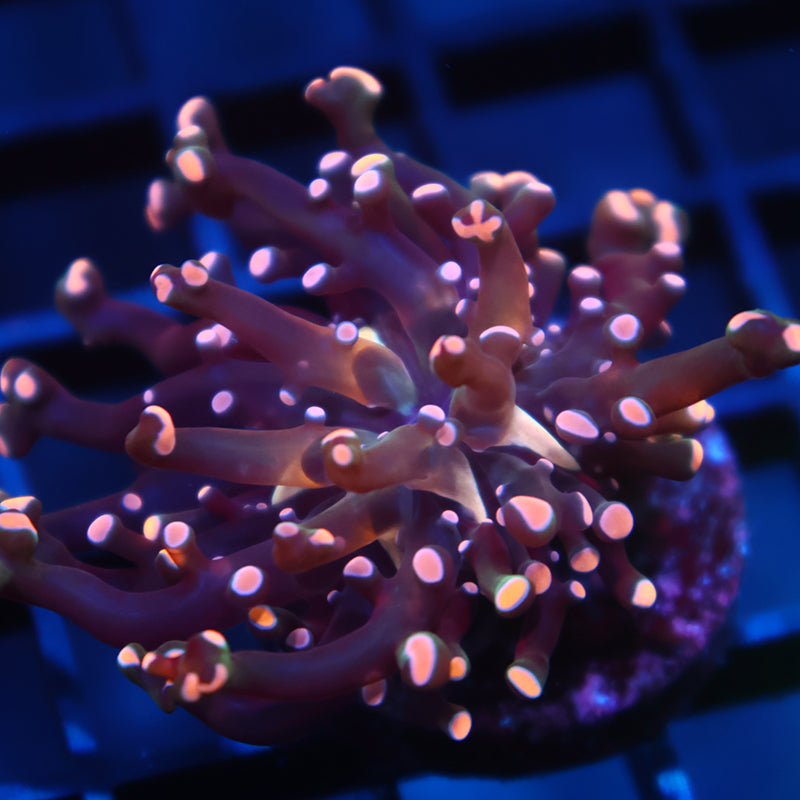 Tiny TCK Branching Gold Frogspawn