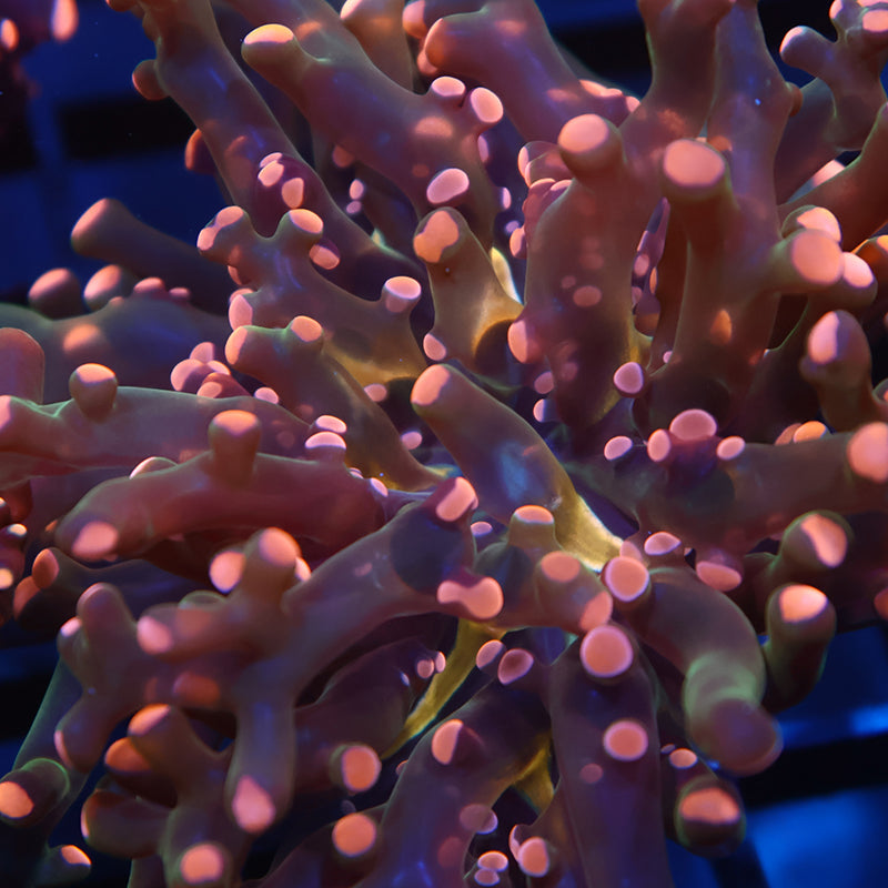 TCK Branching Peach Frogspawn