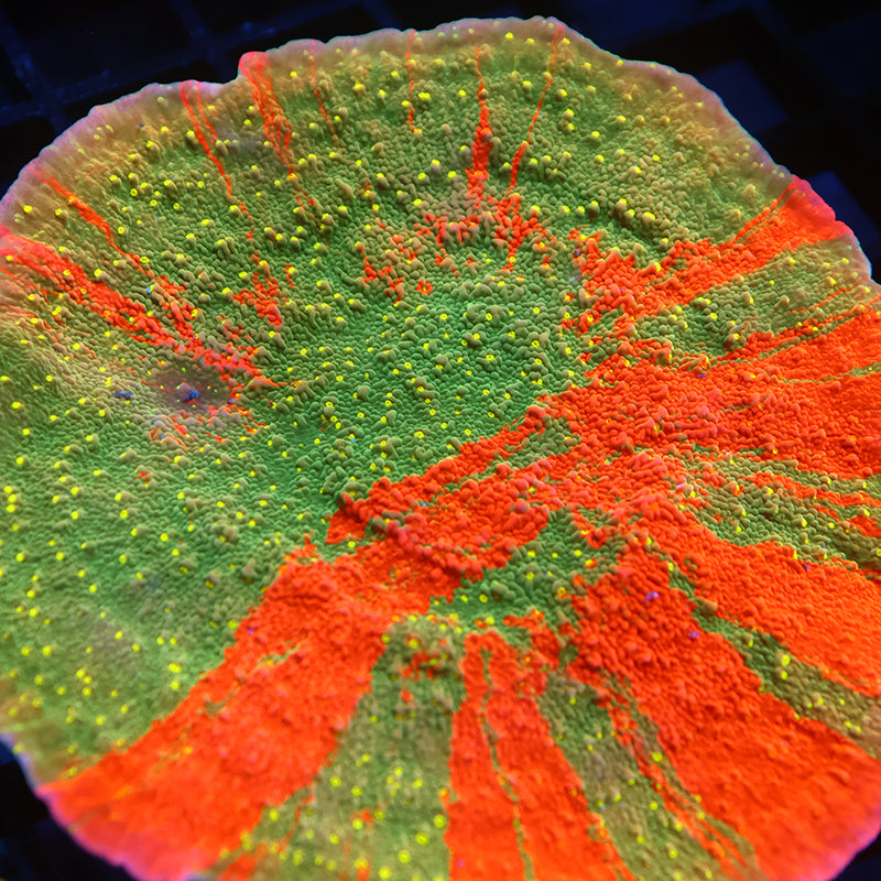 XXL WWC Grafted Sunfire Cap Colony