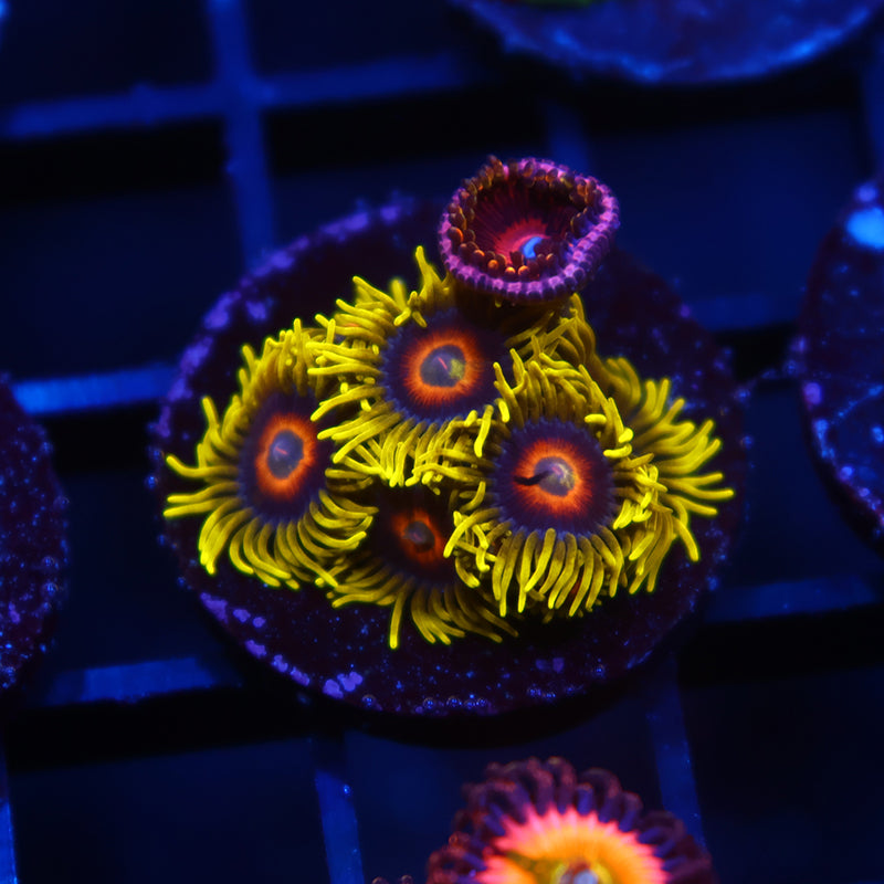 Long Lashed Eagle Eyes