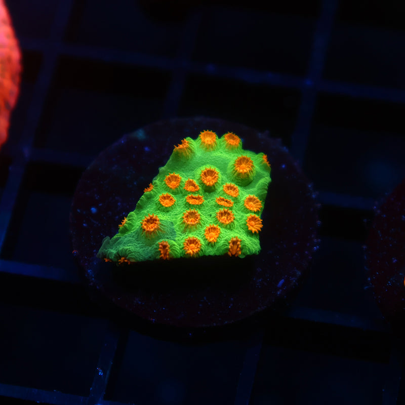 Reptar Cyphastrea