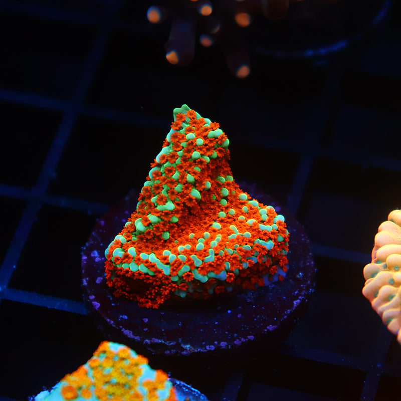 JF Aquaman Monti