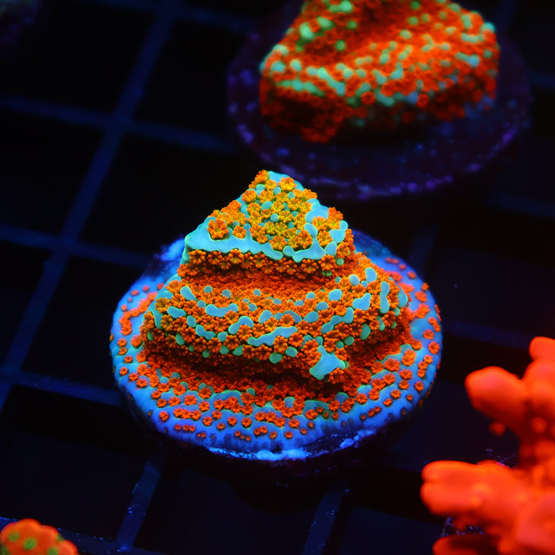 TCK Rainbow Roads Monti