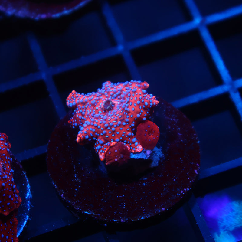 TCK Superman Mushrooms