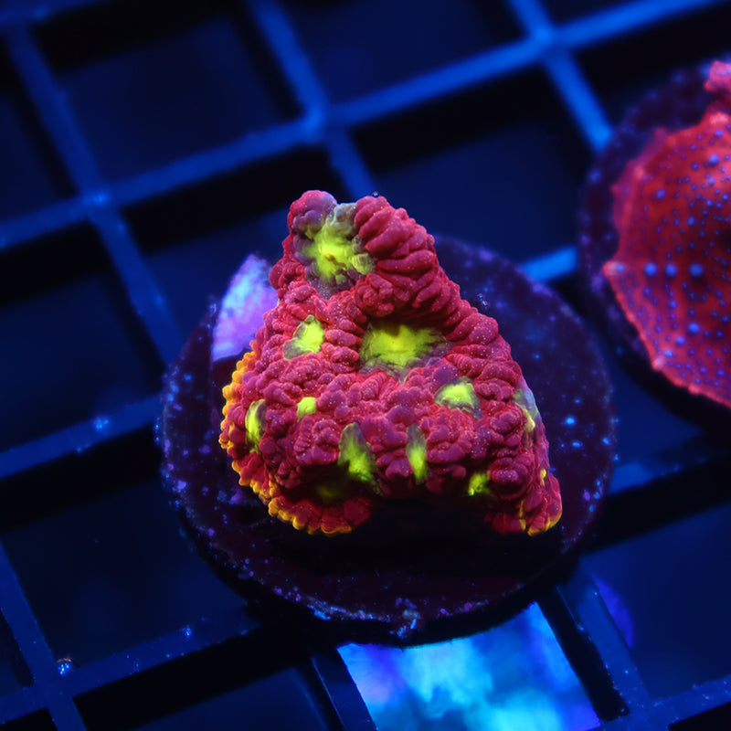 WWC Blood Diamond Favia