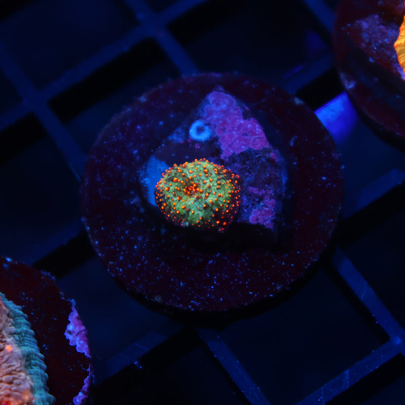 TCK Awesome Mushroom Tiny