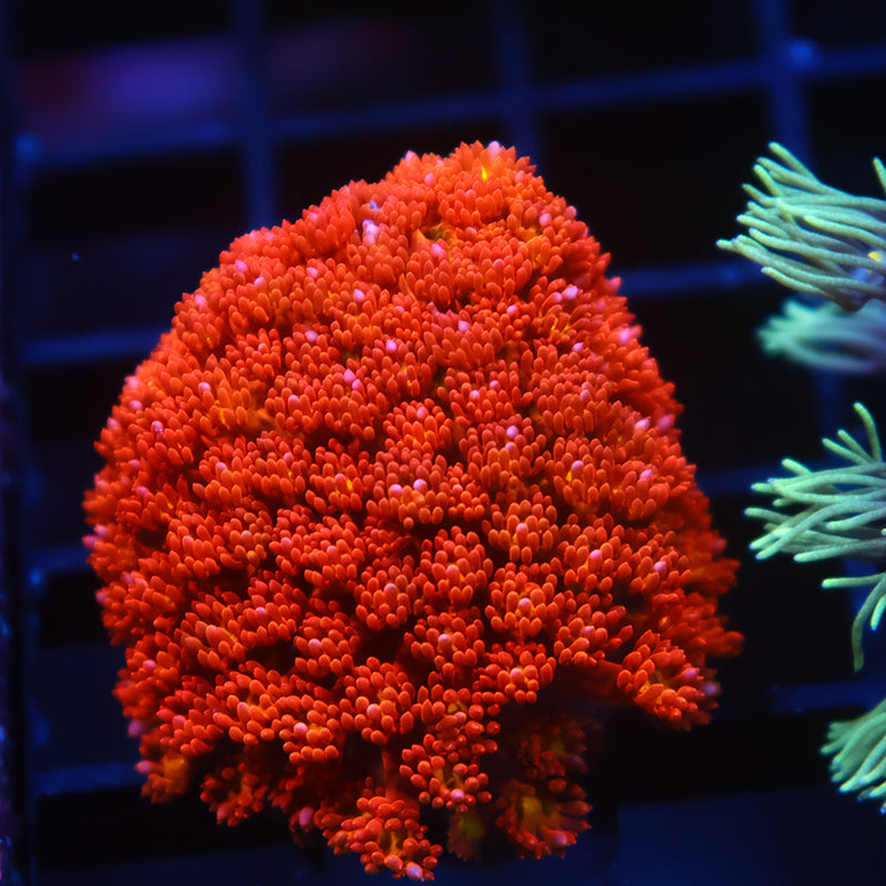 TCK Oddball Goni Bernardpora