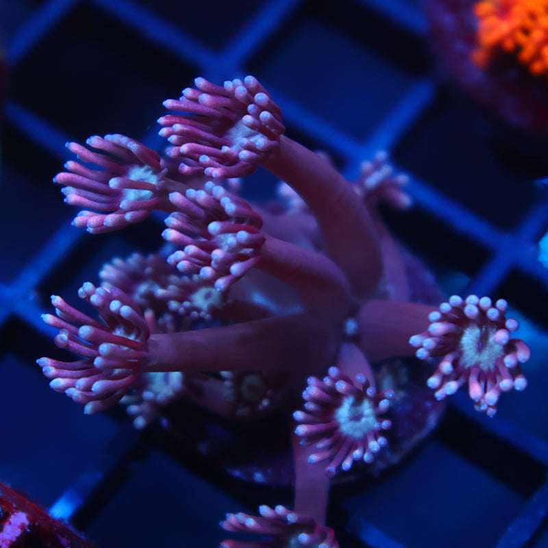 TCK Grape Gumballz Goni