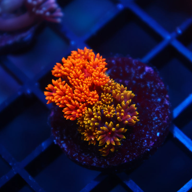TCK Grafted Rainbow Crunch Goni Bernardpora