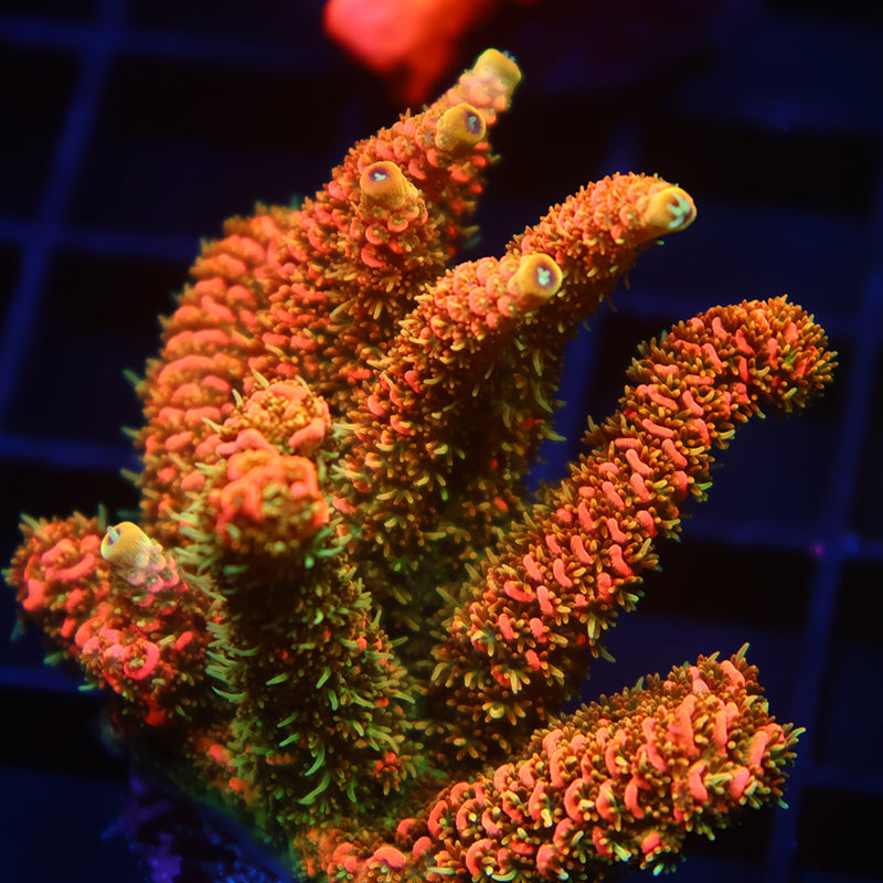 XL JF Solar Flare Milli