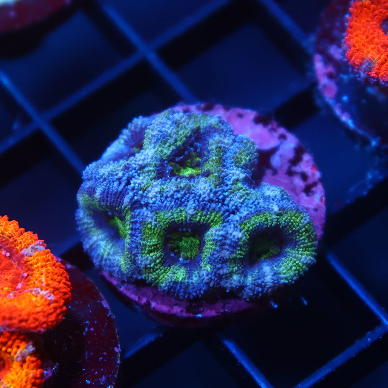 TCK Green Joker Lord