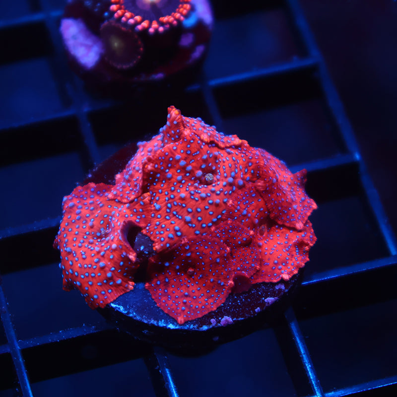 TCK Superman Mushrooms