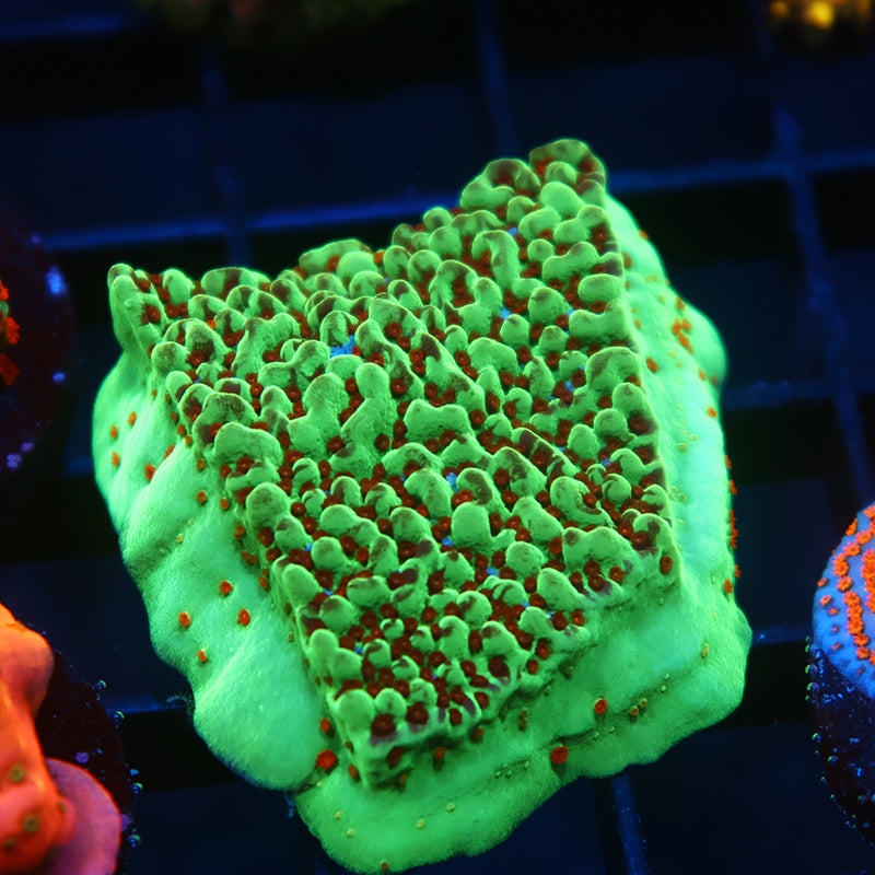 Seasons Greetings Monti